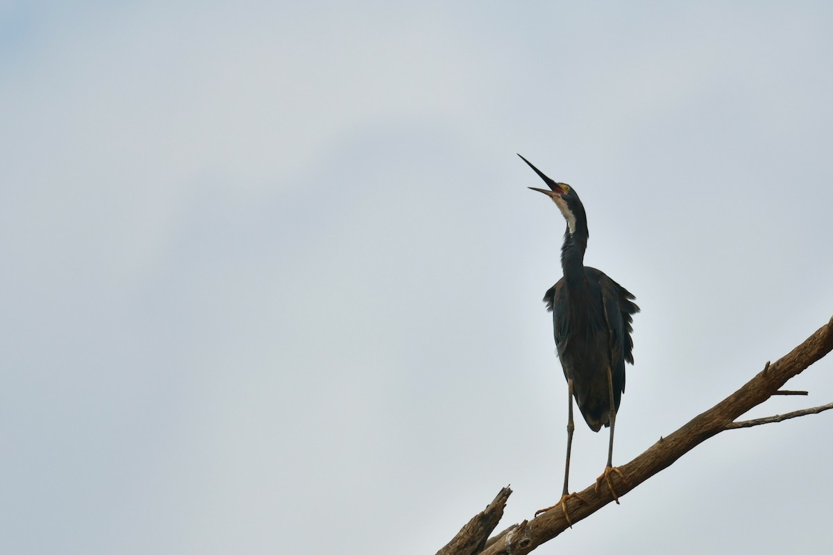 Humblot's Heron - ML628852774