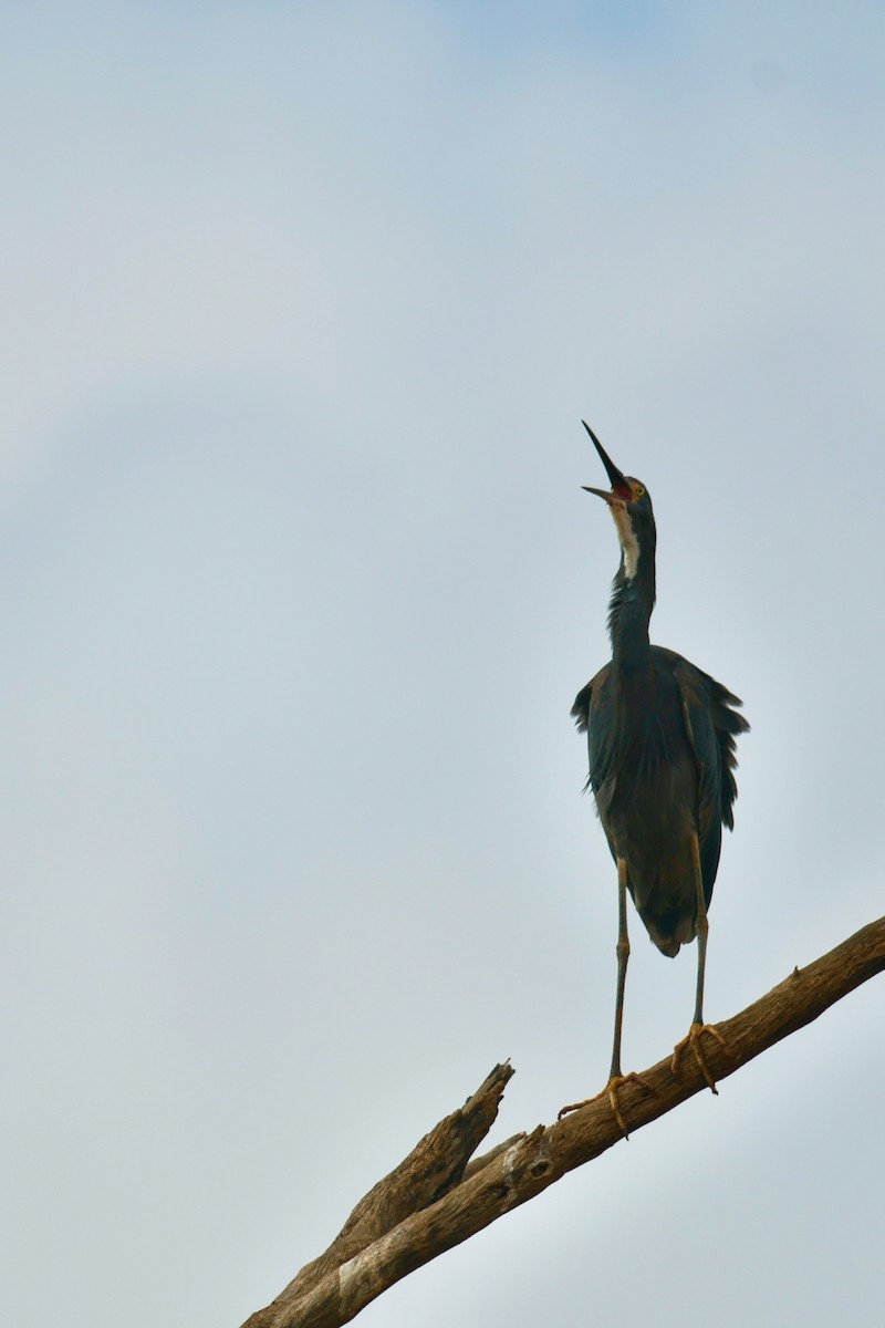 Humblot's Heron - ML628852775