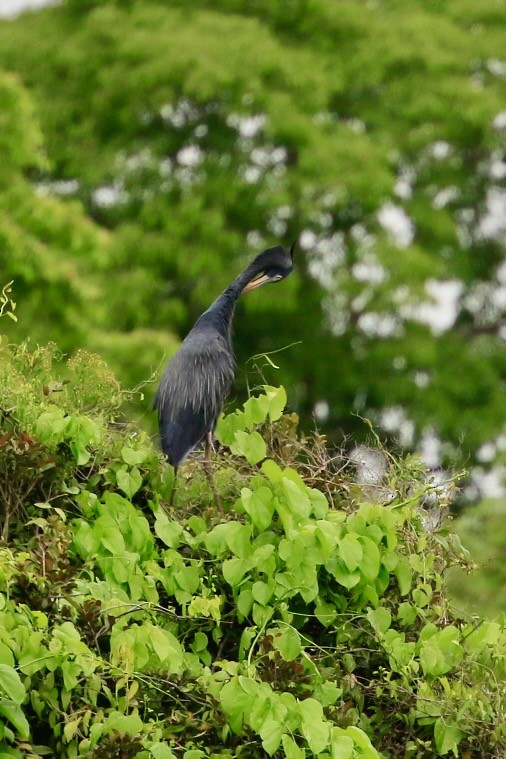 Humblot's Heron - ML628852830