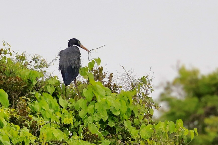 Humblot's Heron - ML628852831