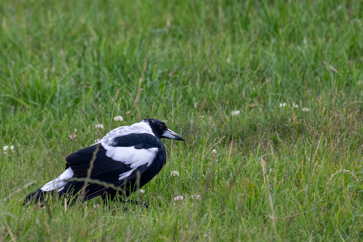 カササギフエガラス - ML628852833