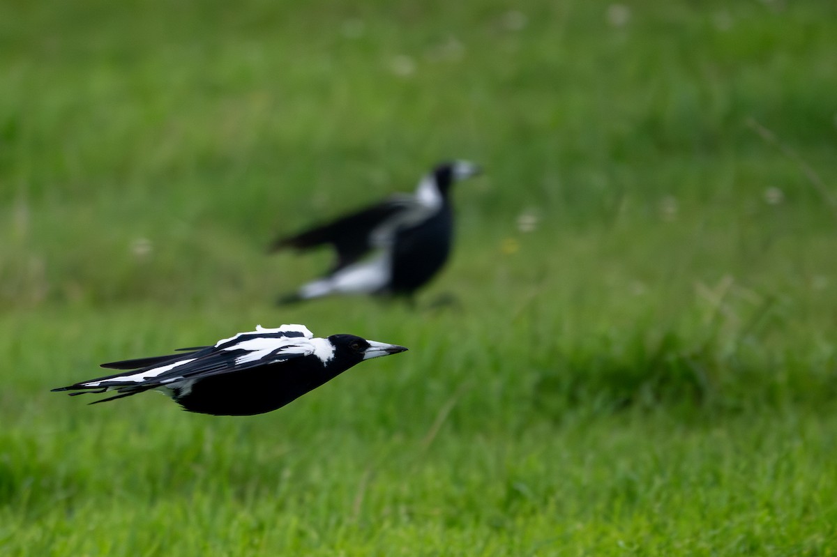 カササギフエガラス - ML628852834