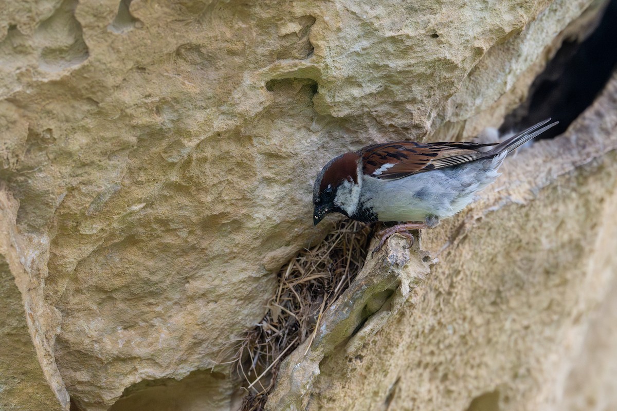 イエスズメ - ML628852839