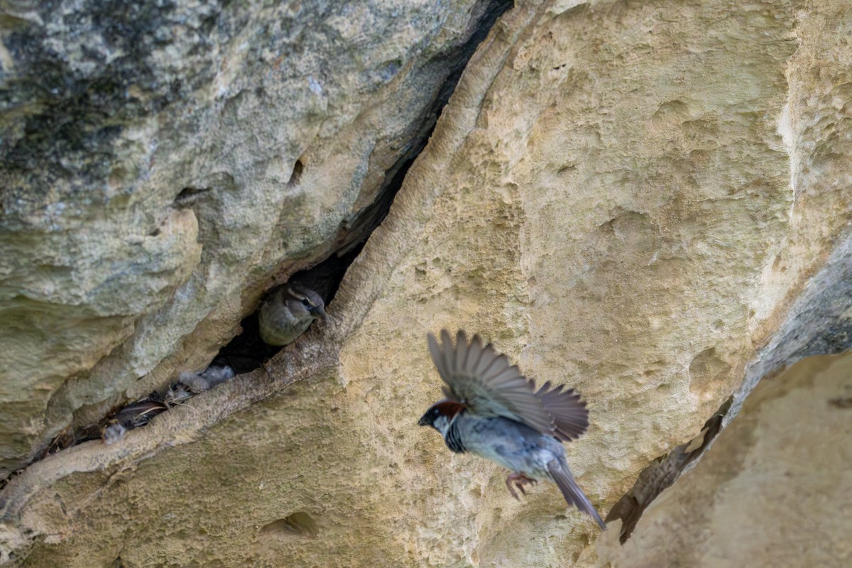 イエスズメ - ML628852840