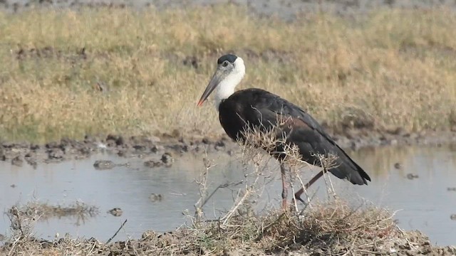 Asian Woolly-necked Stork - ML628852881