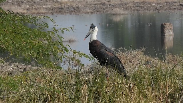 Asian Woolly-necked Stork - ML628852883