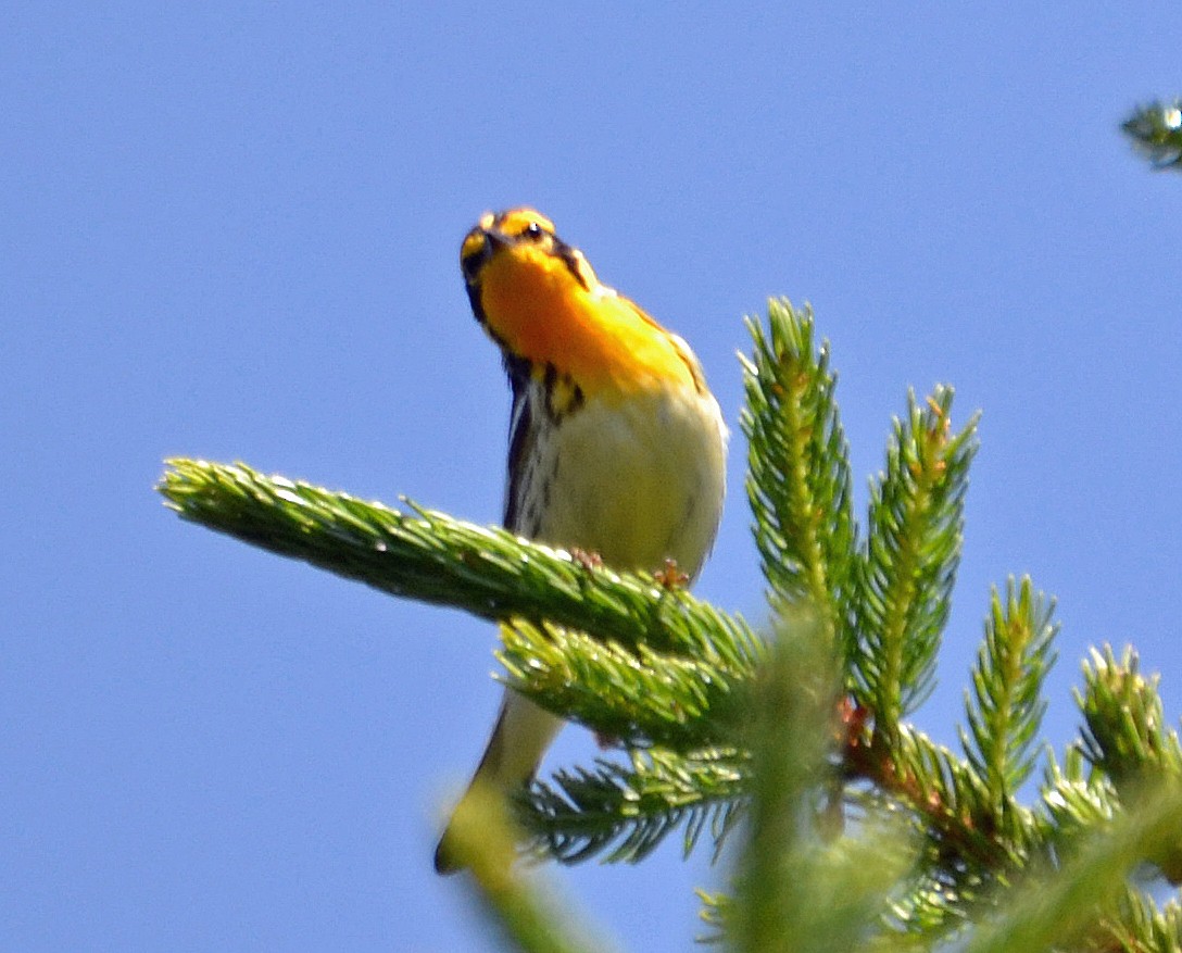 Blackburnian Warbler - ML62885291