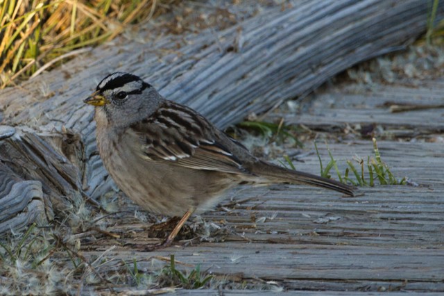 White-crowned Sparrow - ML628852930