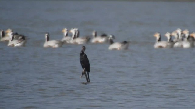 Little Cormorant - ML628852953