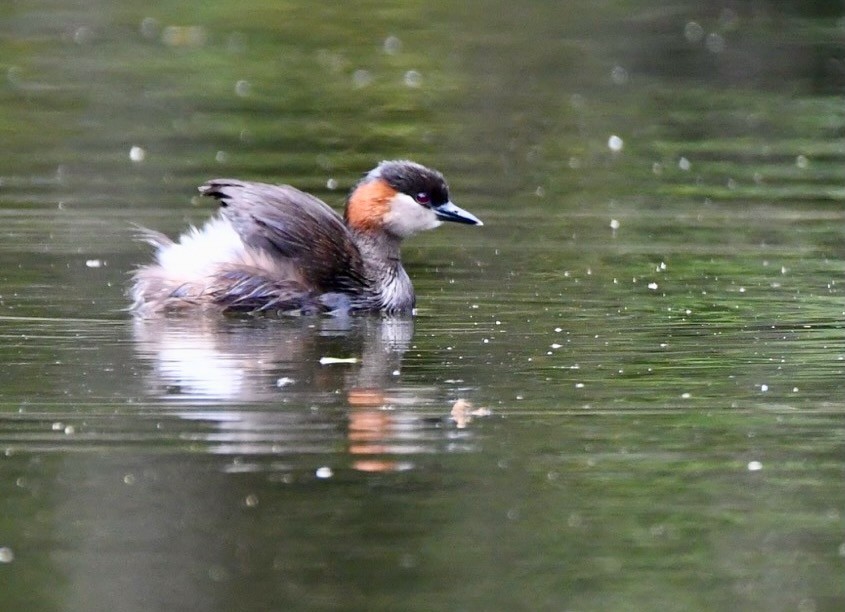 Madagascar Grebe - ML628853146