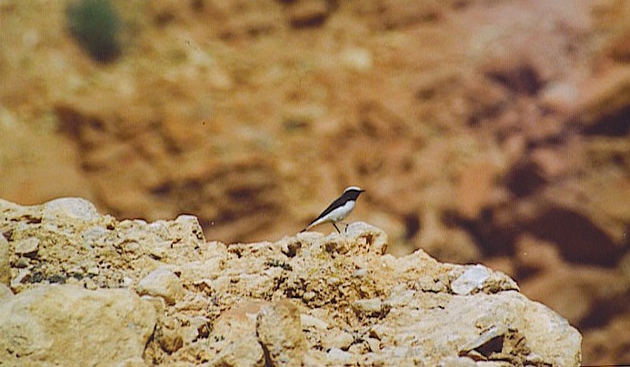 Mourning Wheatear (Maghreb) - ML628853150