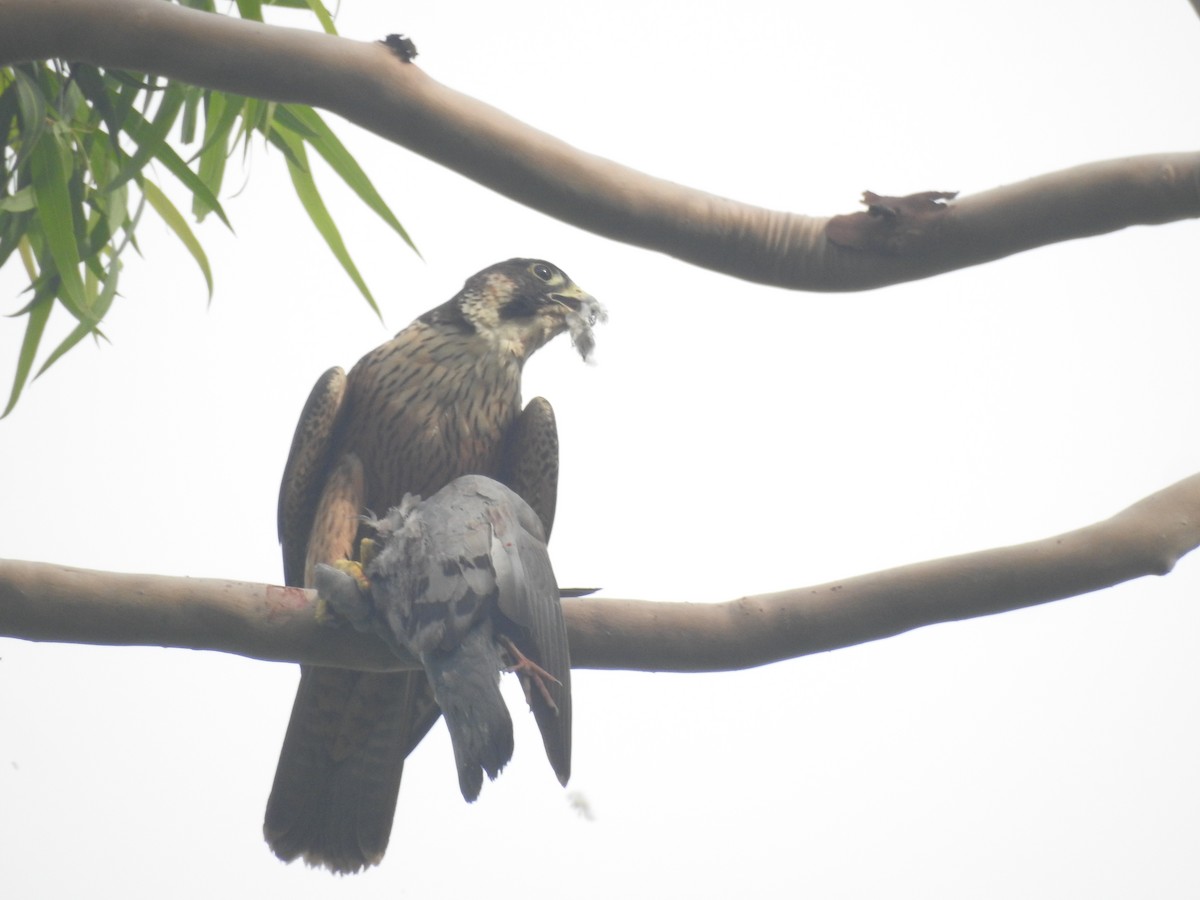 Peregrine Falcon - ML628853197