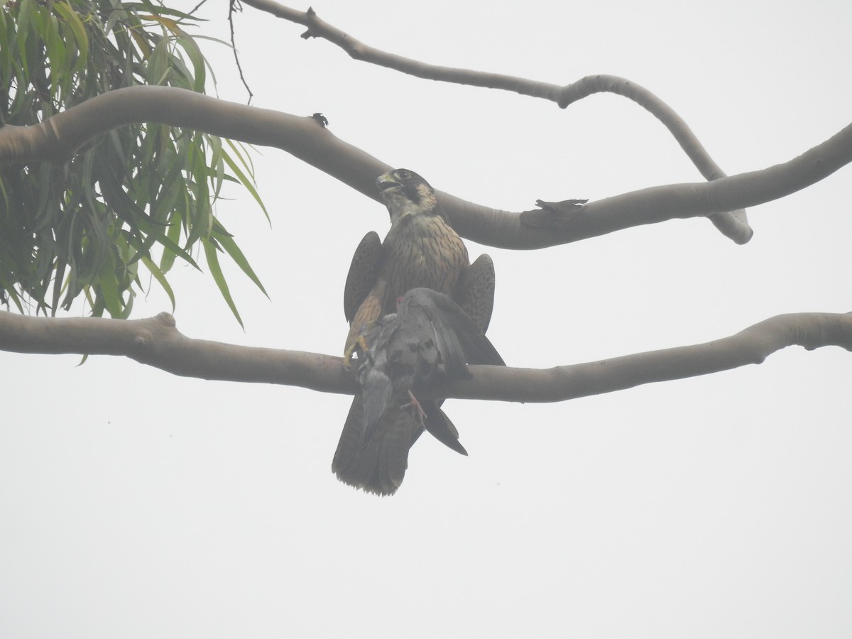 Peregrine Falcon - ML628853203