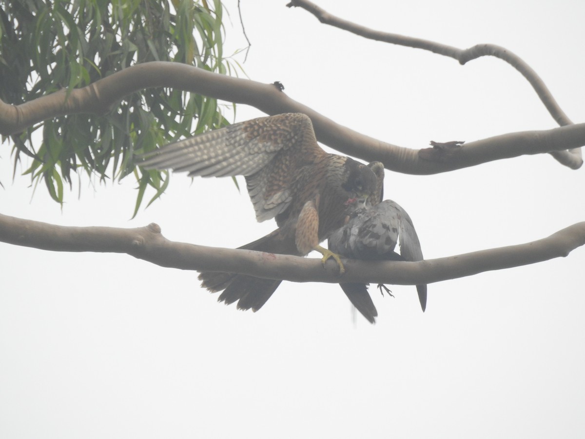 Peregrine Falcon - ML628853204