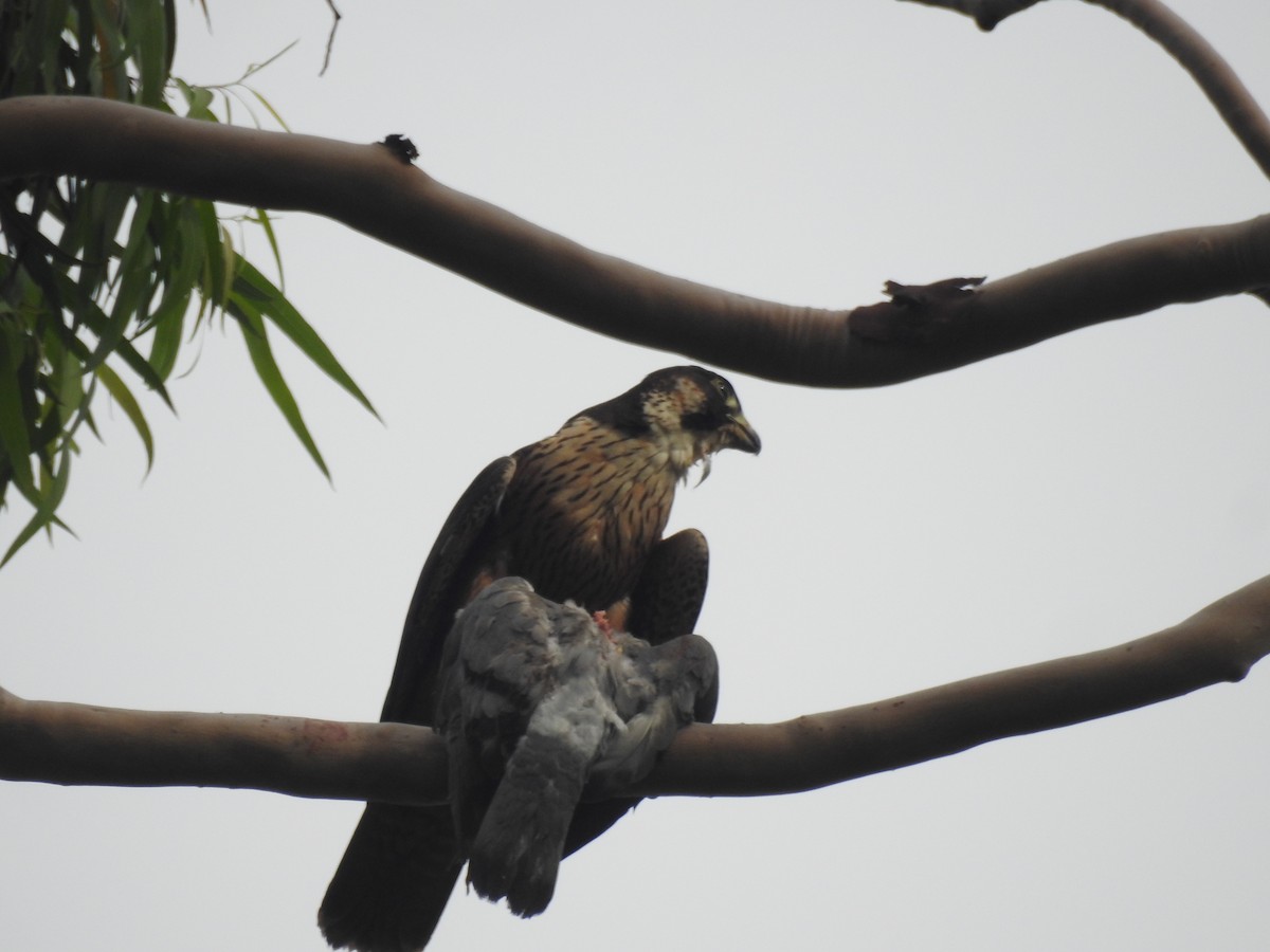 Peregrine Falcon - ML628853207