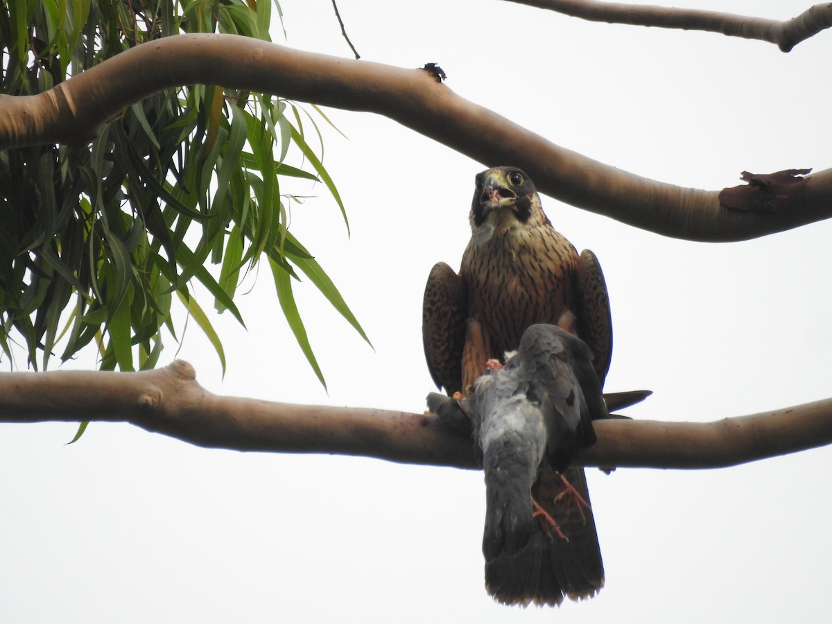 Peregrine Falcon - ML628853208