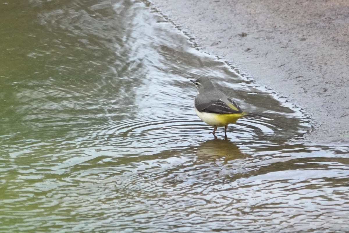 Gray Wagtail - ML628853220