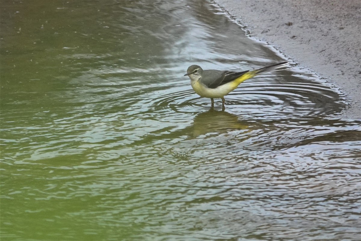 Gray Wagtail - ML628853221