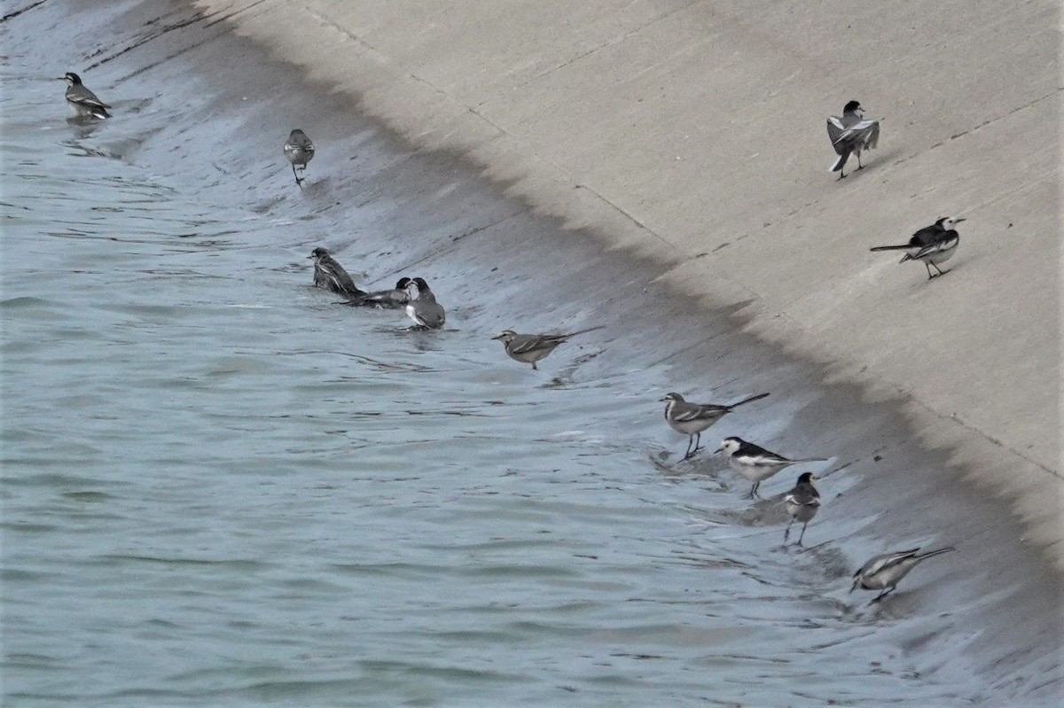 White Wagtail - ML628853224