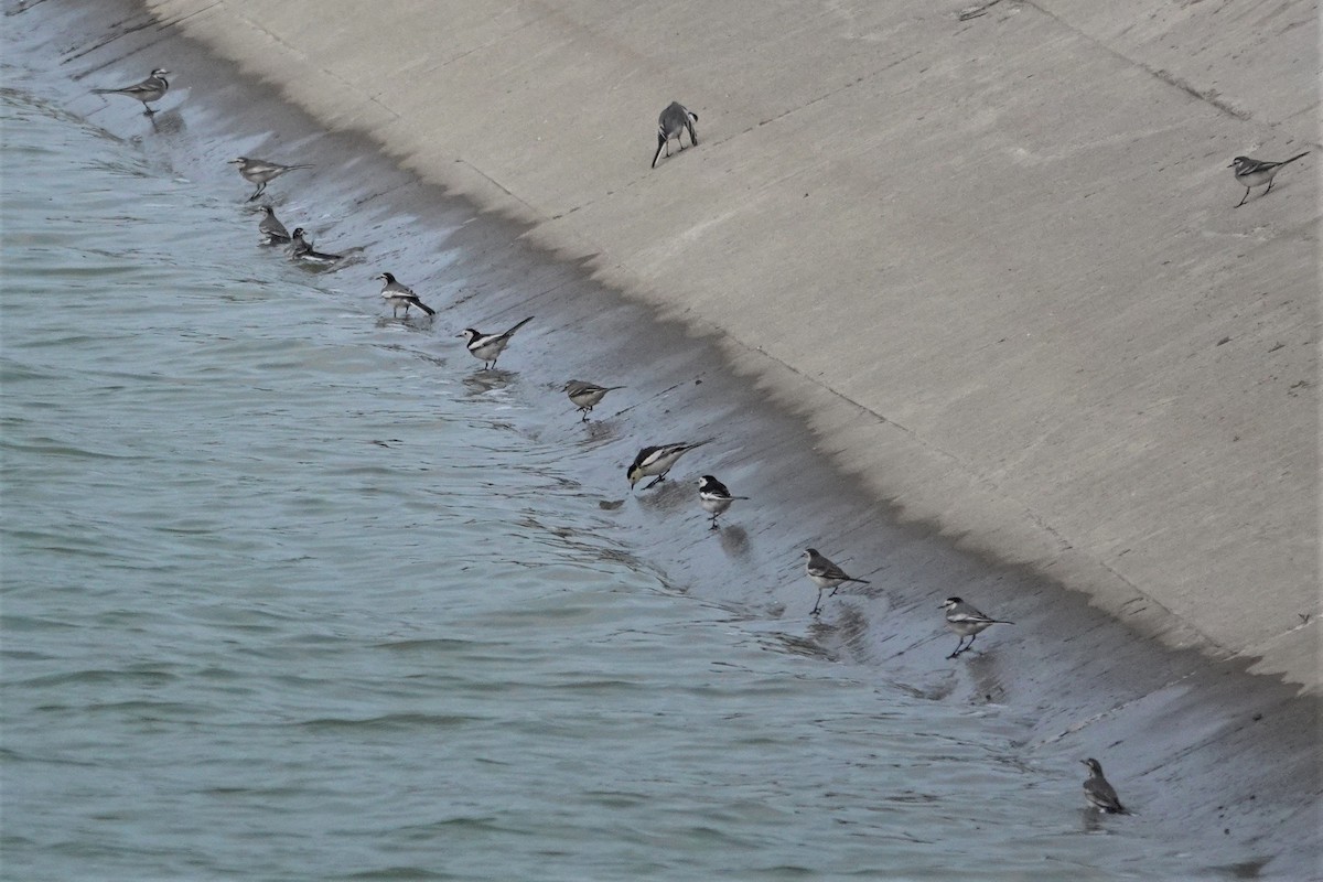 White Wagtail - ML628853225
