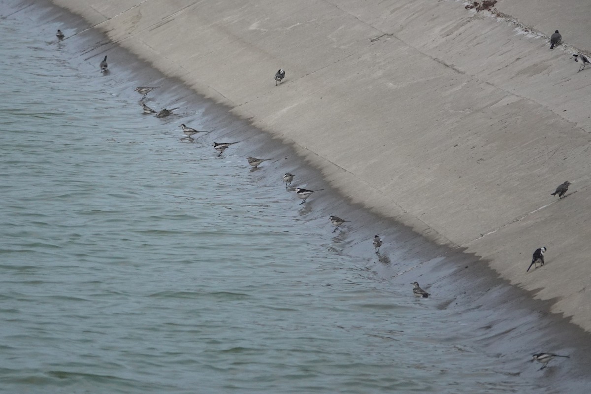 White Wagtail - ML628853226