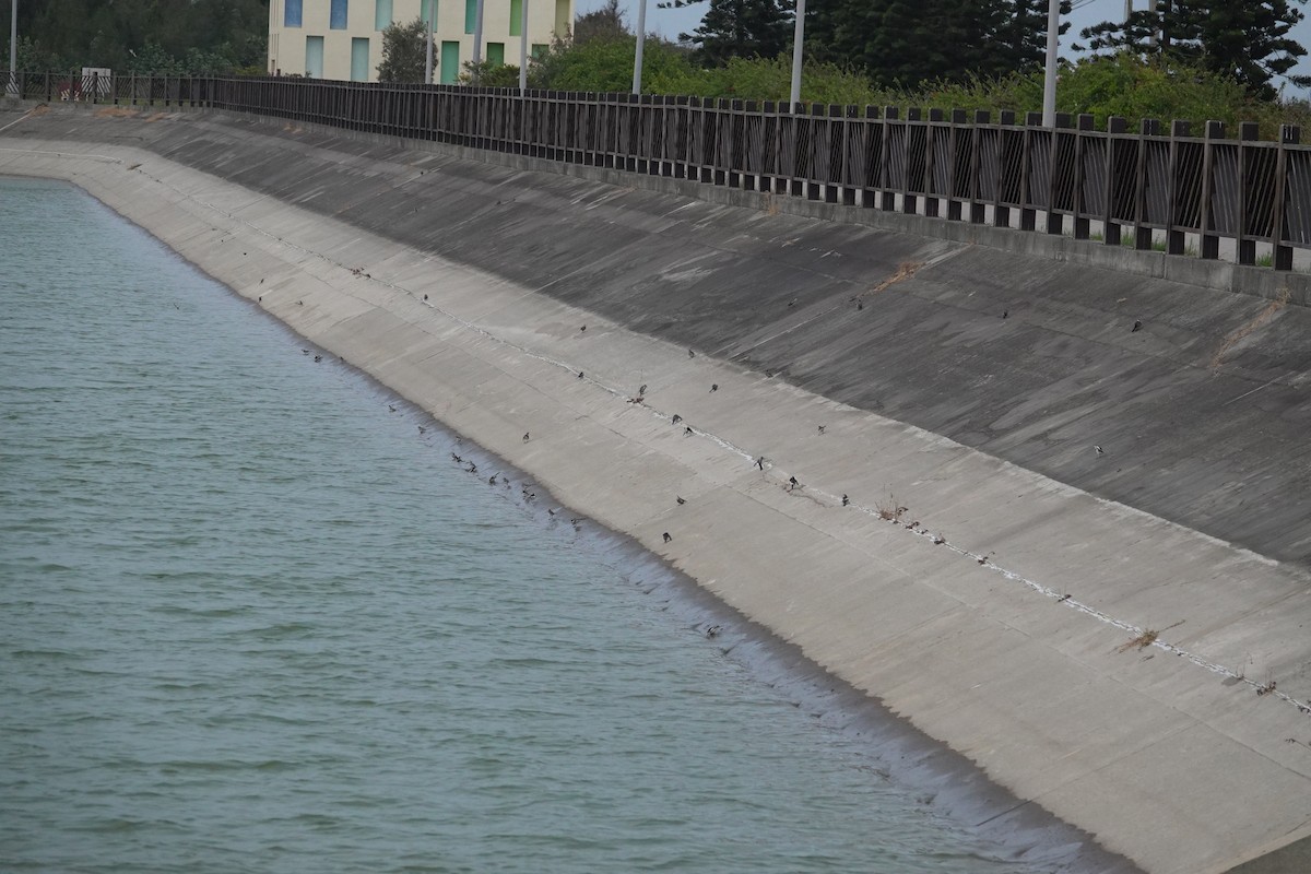 White Wagtail - ML628853227