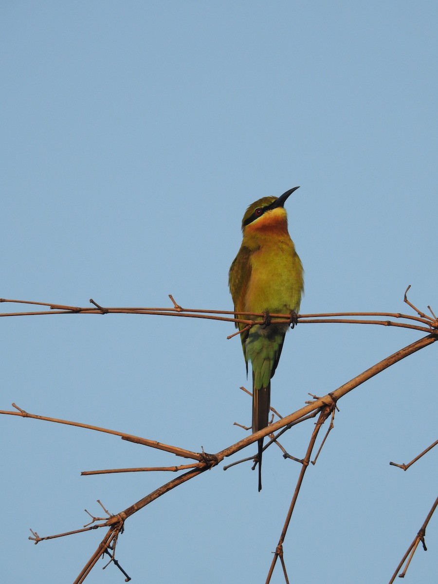 Blue-tailed Bee-eater - ML628853249