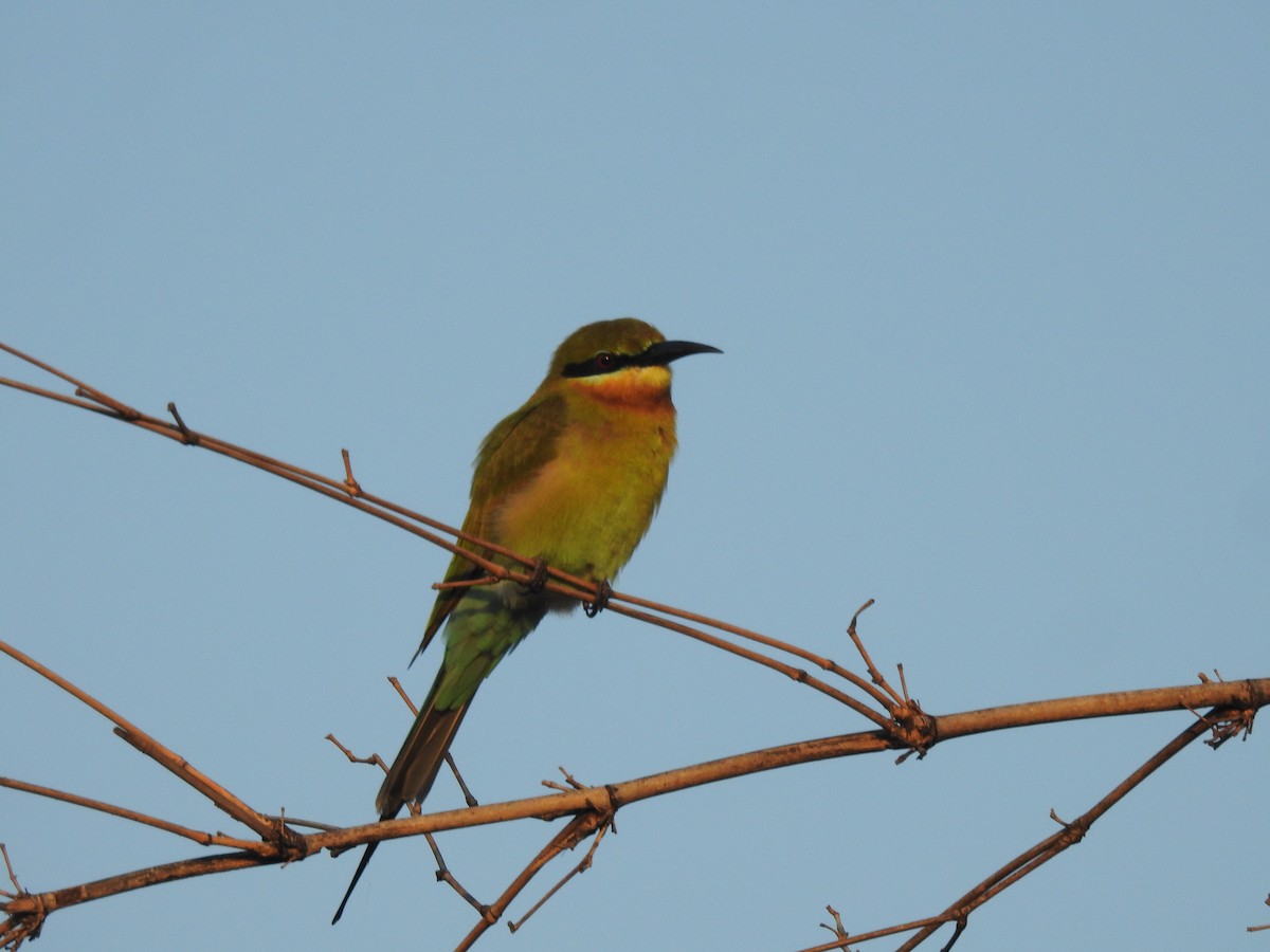 Blue-tailed Bee-eater - ML628853254