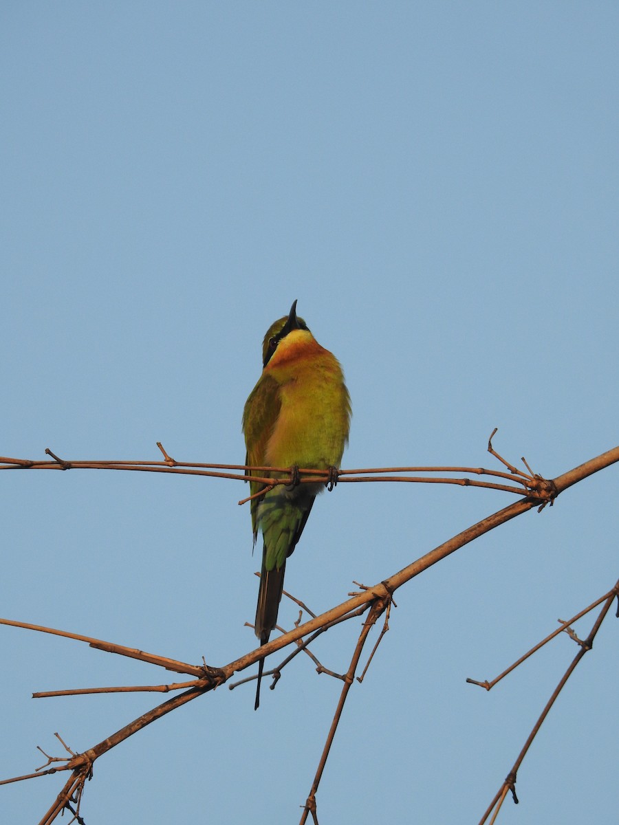 Blue-tailed Bee-eater - ML628853255