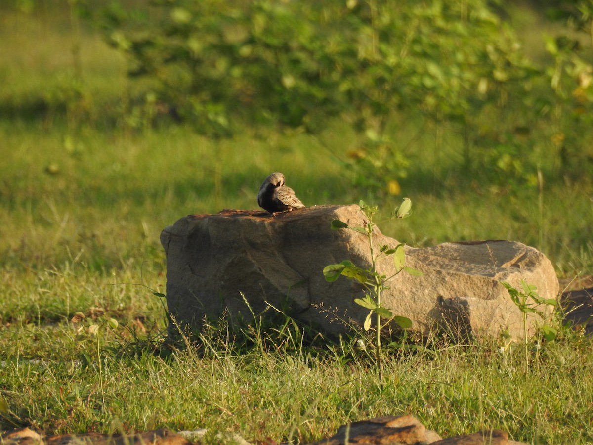 Ashy-crowned Sparrow-Lark - ML628853285