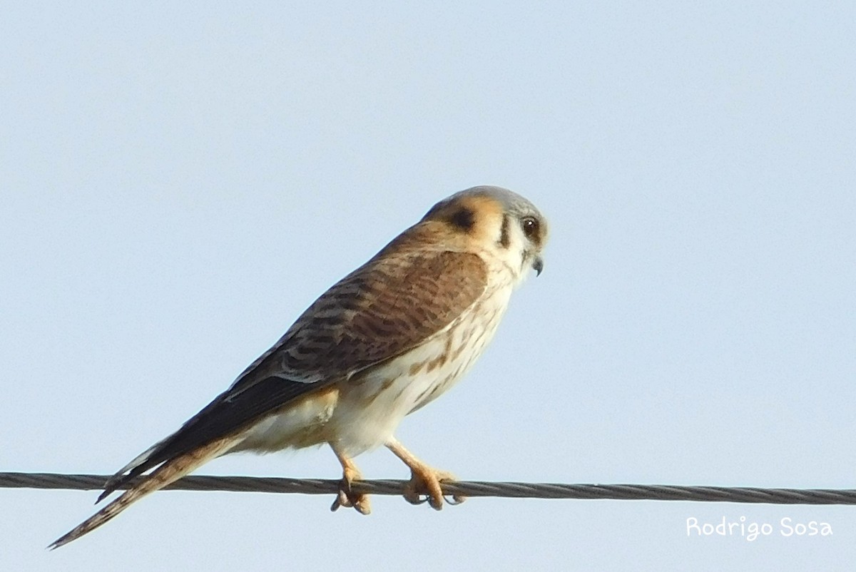 American Kestrel - Carlos Rodrigo Sosa