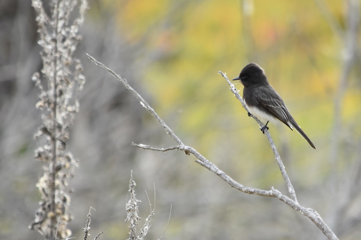 Black Phoebe - Rufina Reynolds