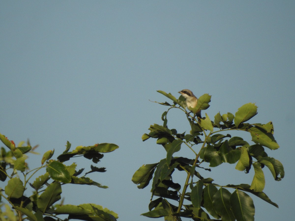 Bay-backed Shrike - ML628853377