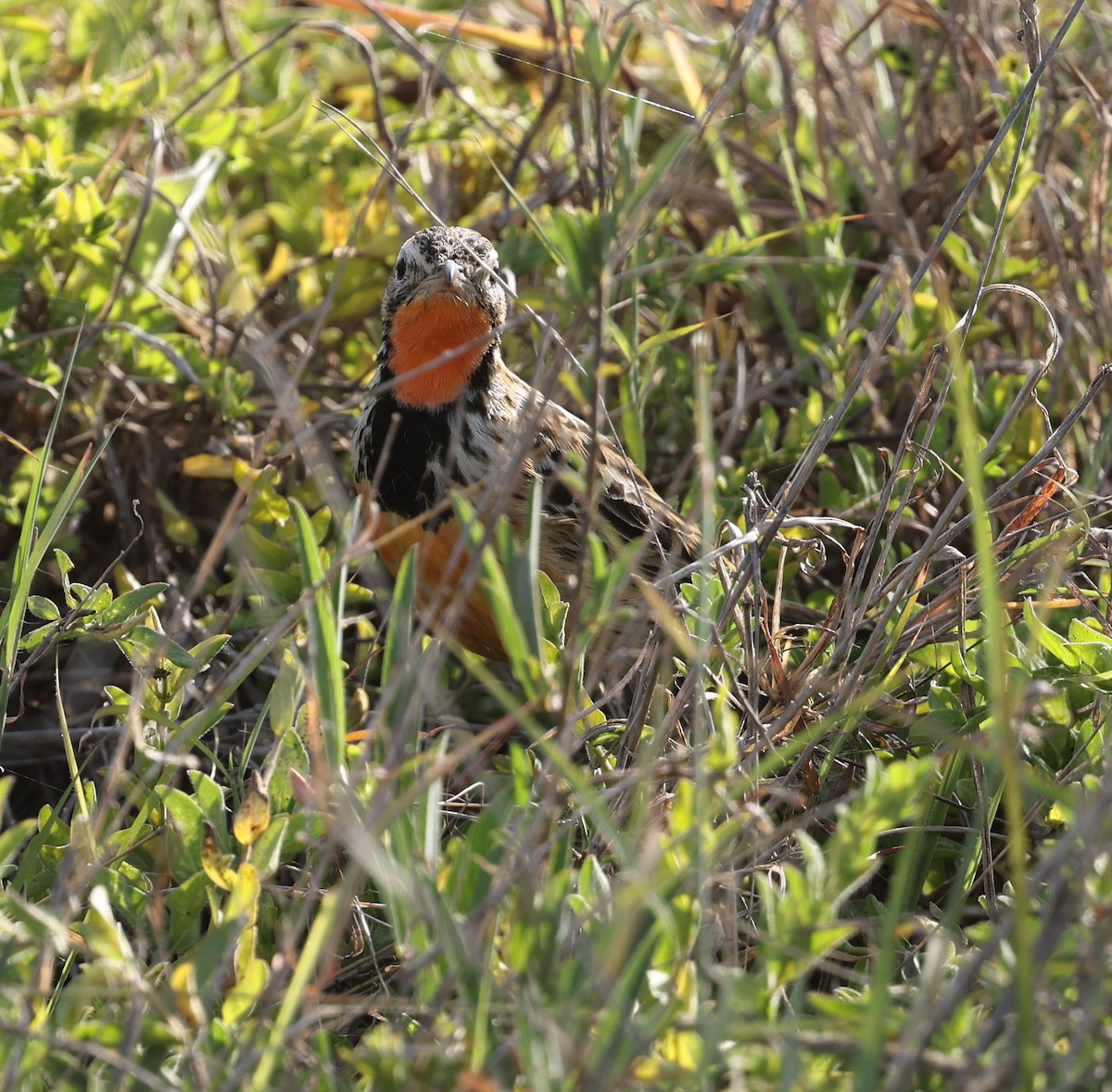 Rosy-throated Longclaw - ML628853463