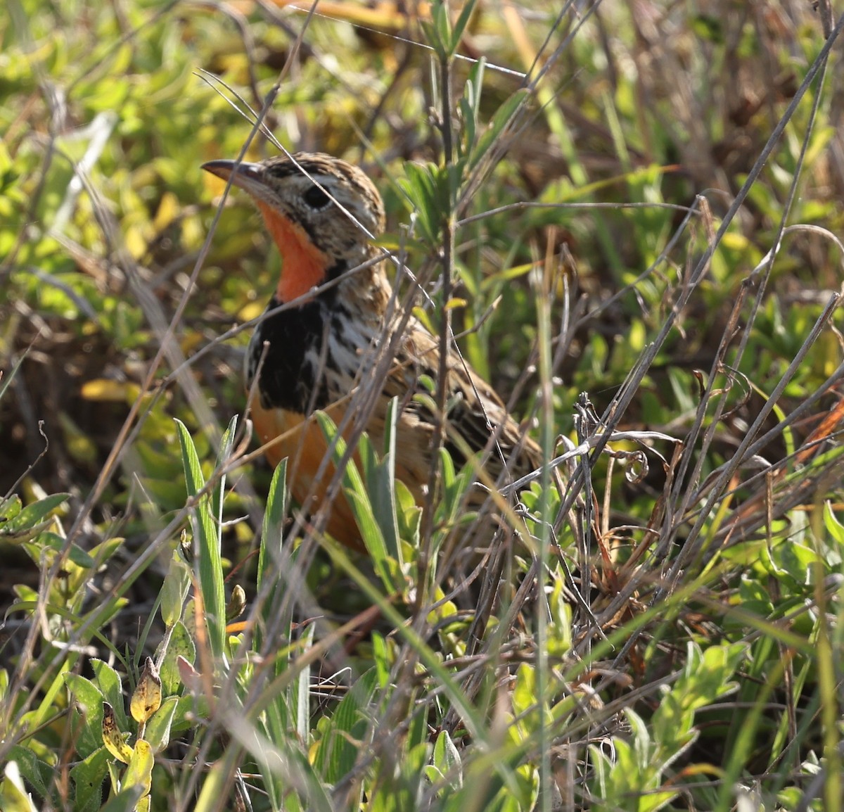 Rosy-throated Longclaw - ML628853465