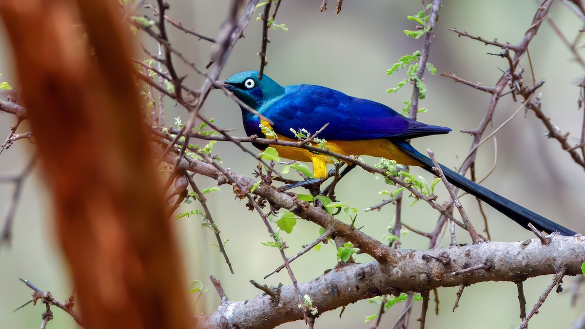 Golden-breasted Starling - ML628853530