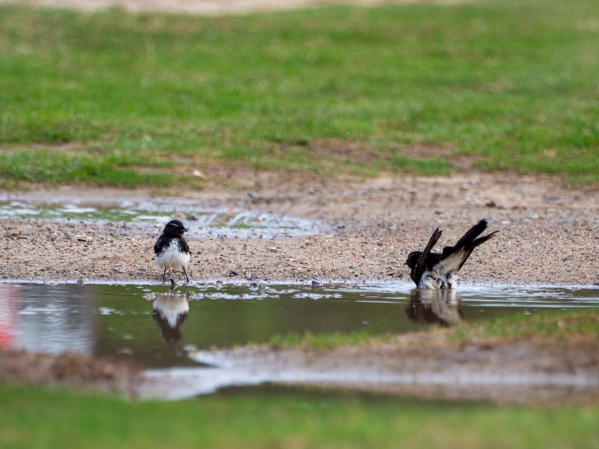 Willie-wagtail - ML628853615