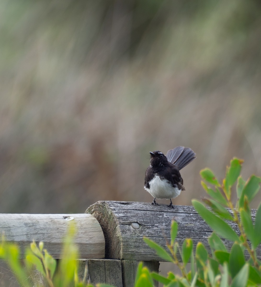 Willie-wagtail - ML628853616