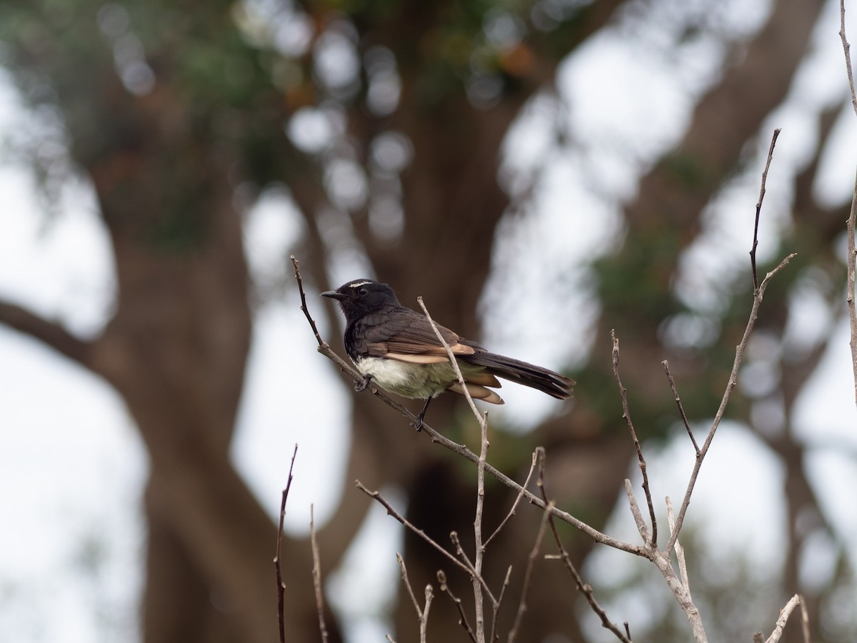 Willie-wagtail - ML628853617