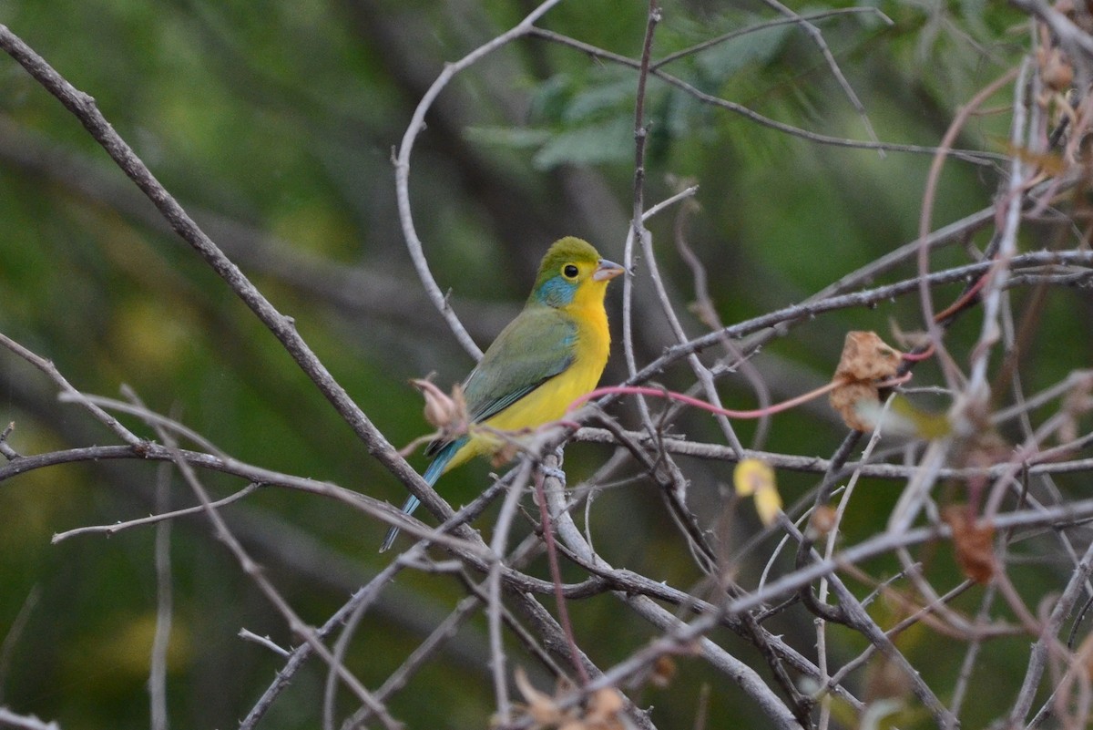 Orange-breasted Bunting - ML628853858
