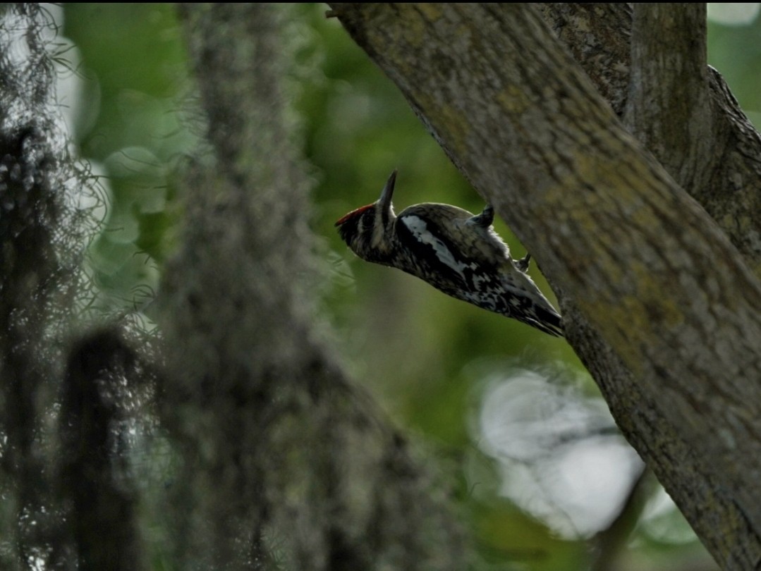 Yellow-bellied Sapsucker - ML628854030
