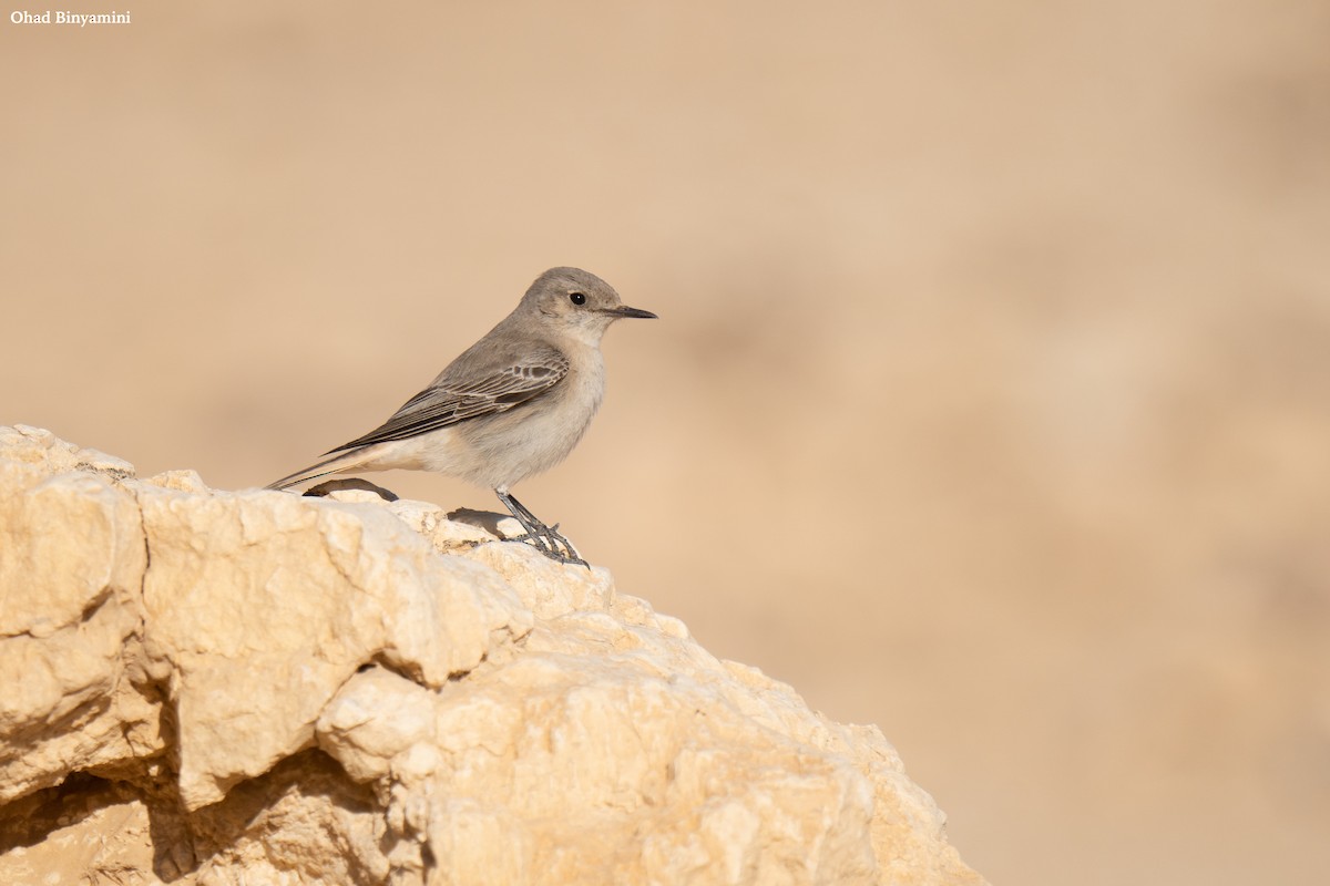 Hooded Wheatear - ML628854036