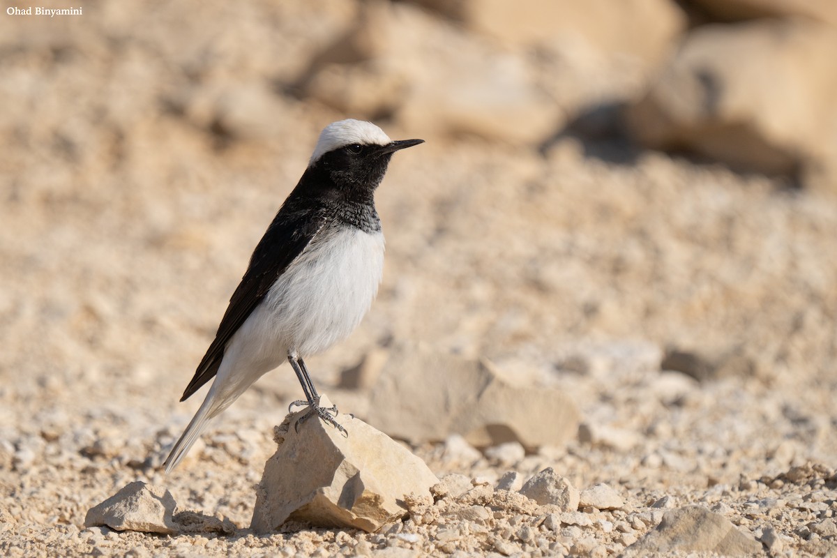 Hooded Wheatear - ML628854037