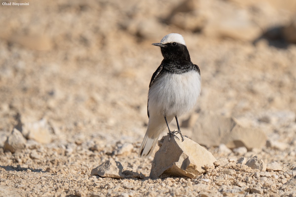 Hooded Wheatear - ML628854038