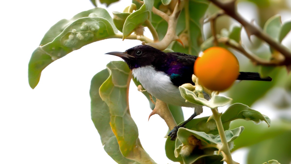 Eastern Violet-backed Sunbird - ML628854185