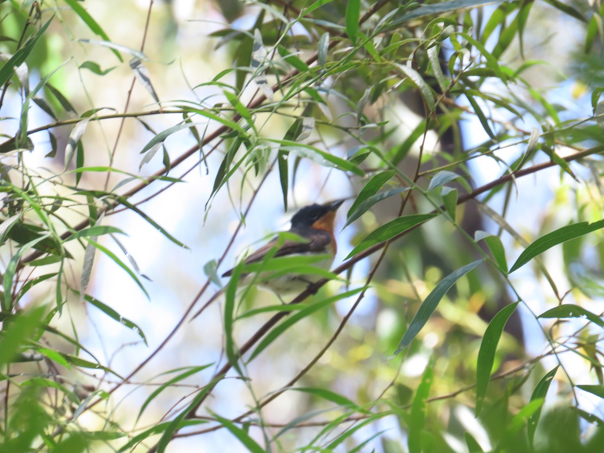 Satin Flycatcher - ML628854740
