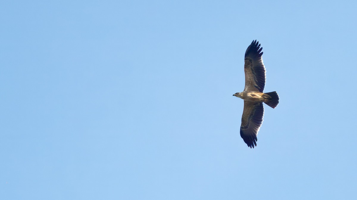 Tawny Eagle - ML628854963