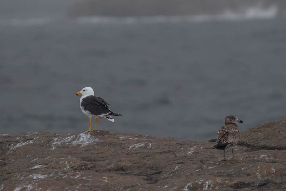 Pacific Gull - ML628854979