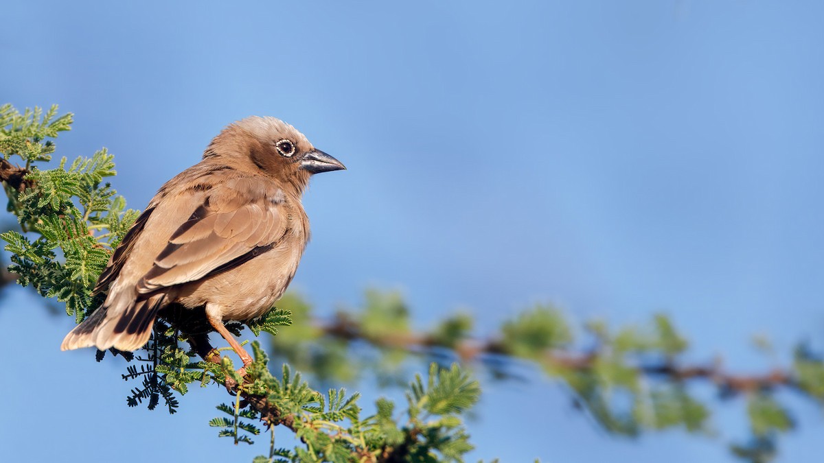 Gray-capped Social-Weaver - ML628854983