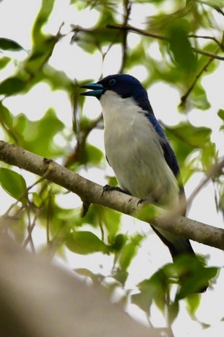 Madagascar Blue Vanga - ML628854999